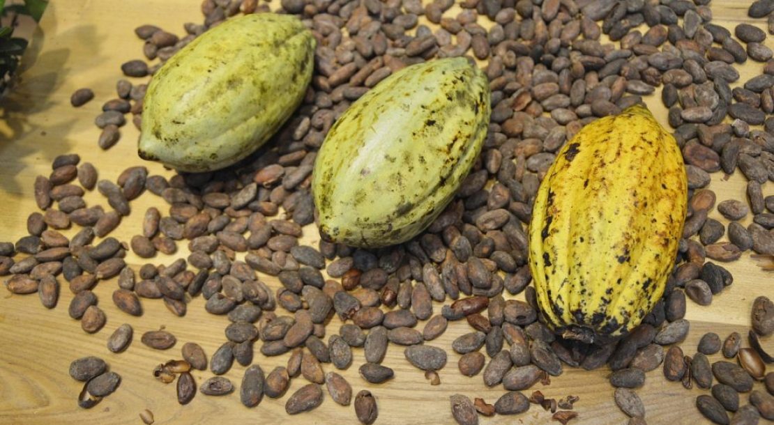 cocoa-beans-373813_1280